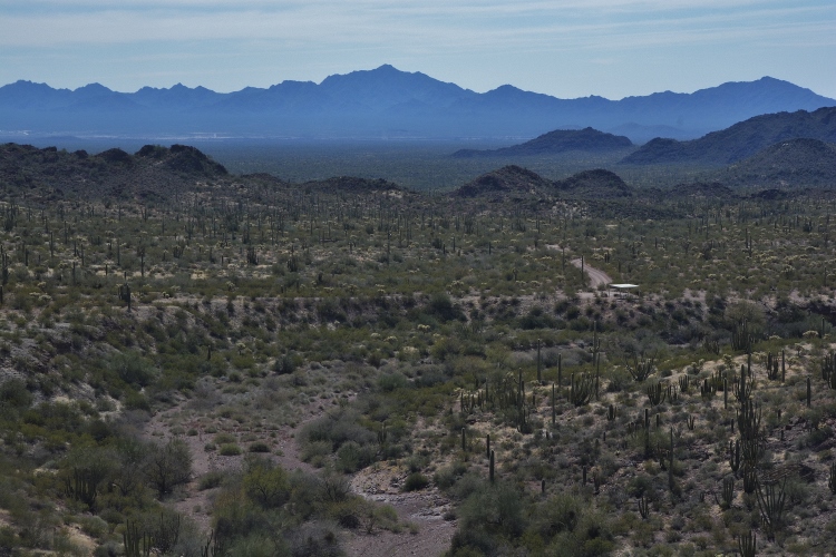 desert floor